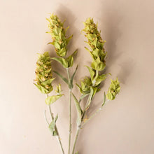 Load image into Gallery viewer, Rishi Organic Greek Mountain Tea